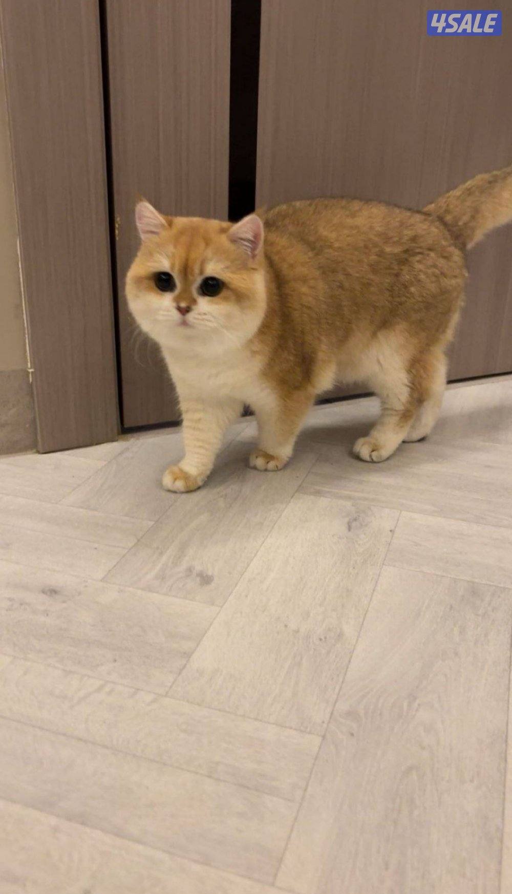 ذكر برتش قولدن شورت هير Ny12 بيور0