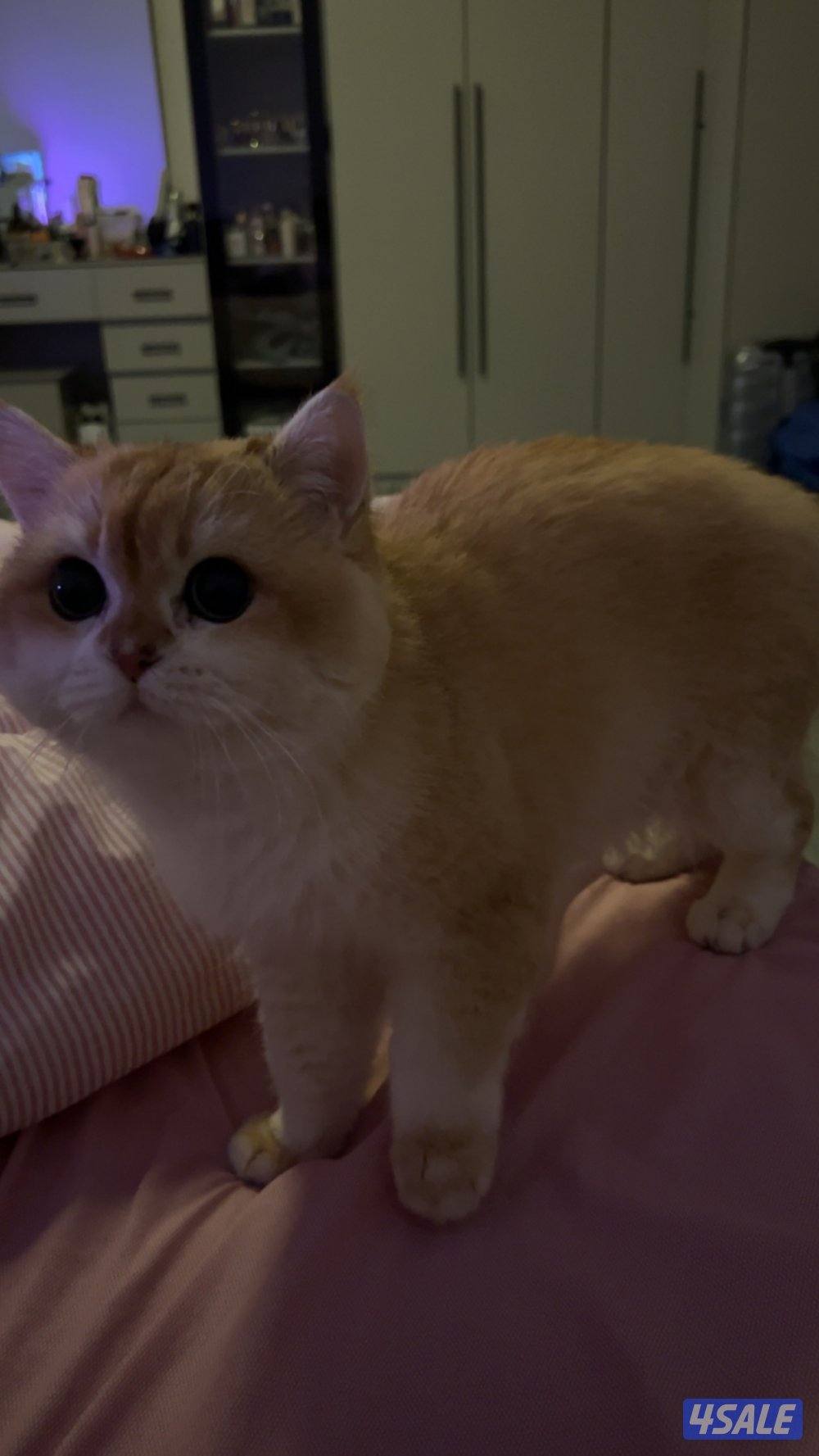 ذكر برتش قولدن شورت هير Ny12 بيور1