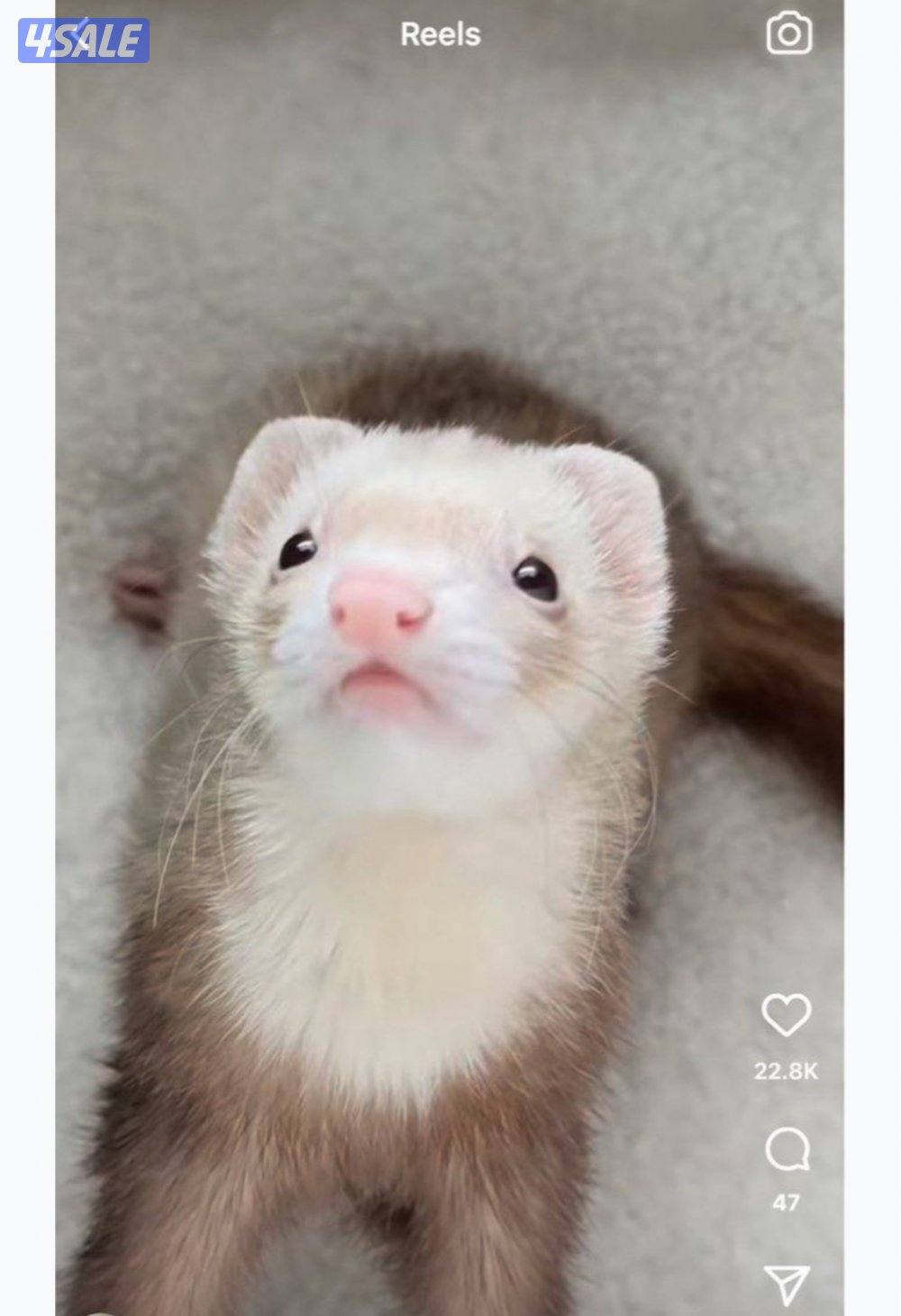 Ferretمطلوب النمس الأوروبي او الفيريت0