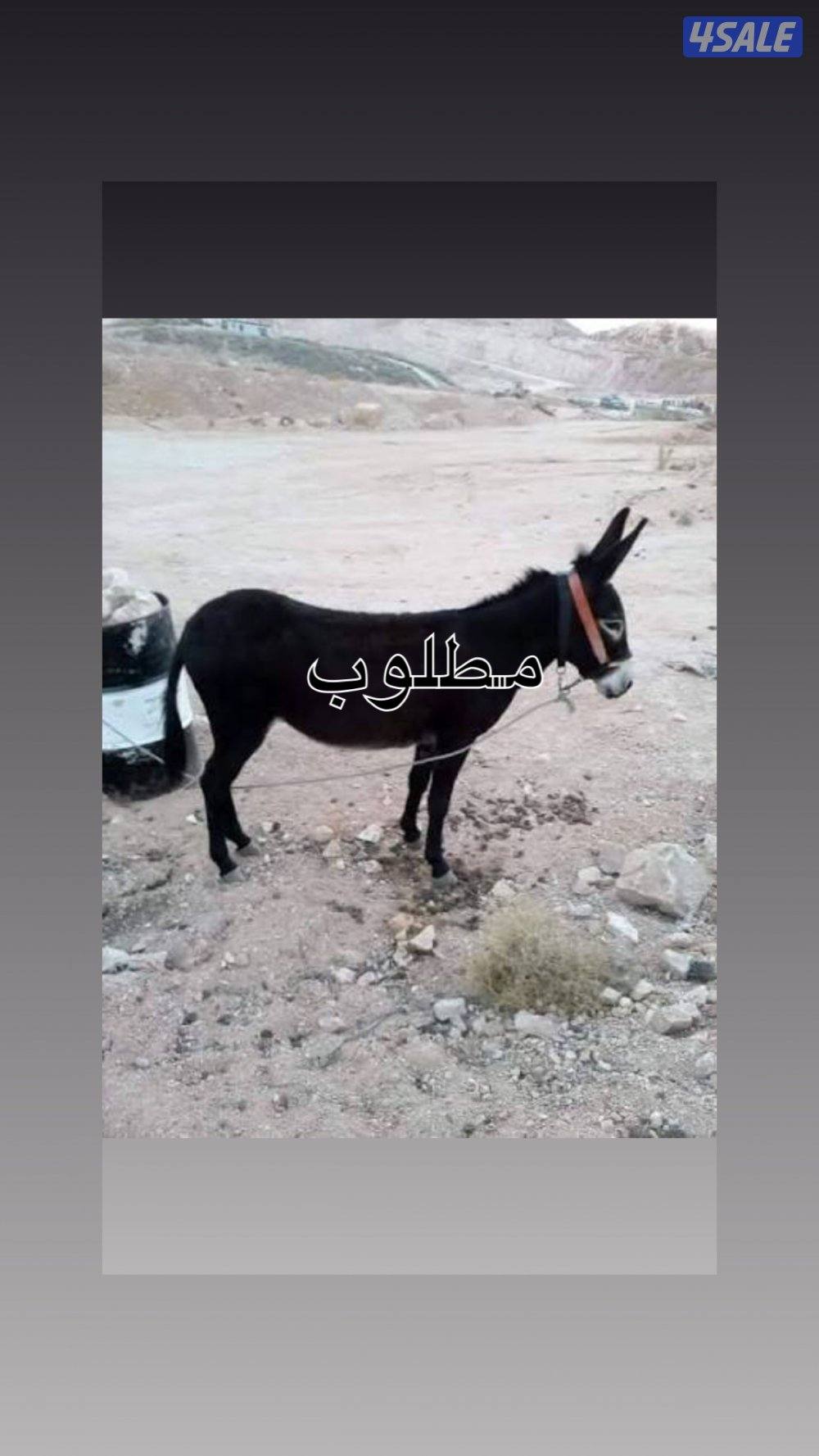 مطلوب حماره او حمارر للغنم0