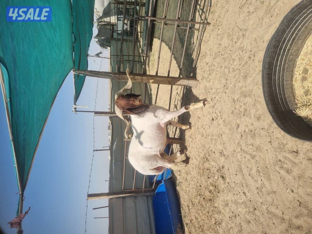 للبيع فحل العمر رباع

رسه ولد الجالد ولد مركوز

شرط يقرع0