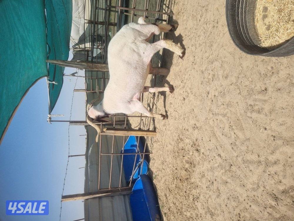 للبيع فحل العمر رباع

رسه ولد الجالد ولد مركوز

شرط يقرع1