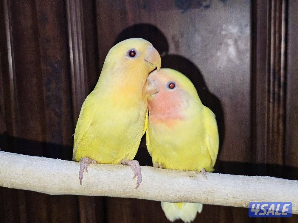 لوفبيرد روز ربوة قاطع عس ياكل بروحه عمر شهرين تقريبا0