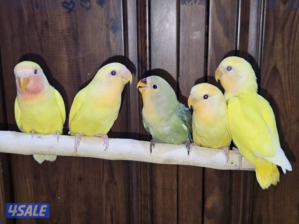 لوفبيرد روز ربوة قاطع عس ياكل بروحه عمر شهرين تقريبا1