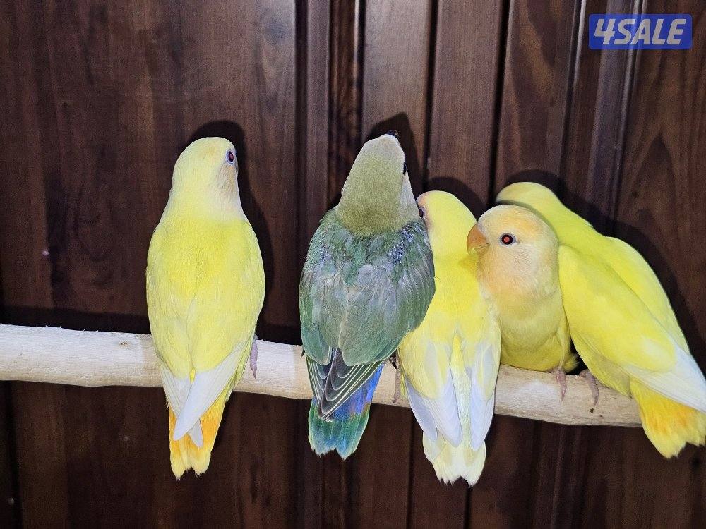 لوفبيرد روز ربوة قاطع عس ياكل بروحه عمر شهرين تقريبا3