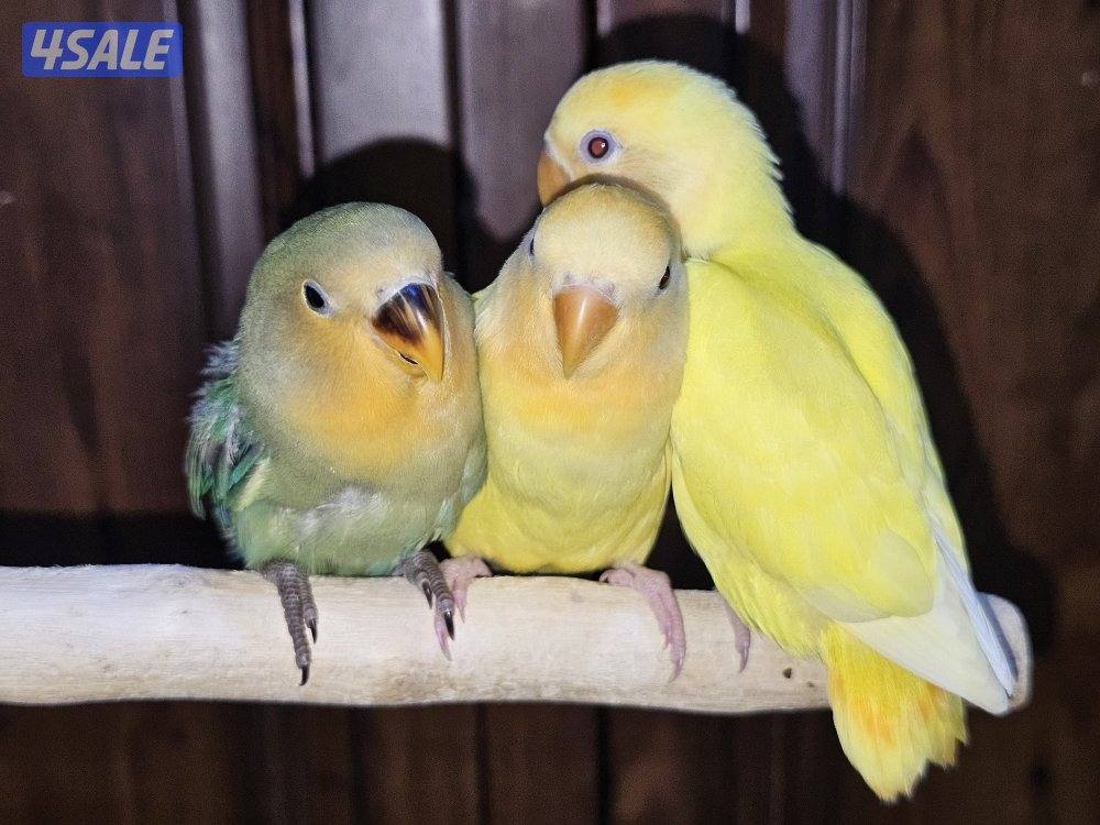 لوفبيرد روز ربوة قاطع عس ياكل بروحه عمر شهرين تقريبا2