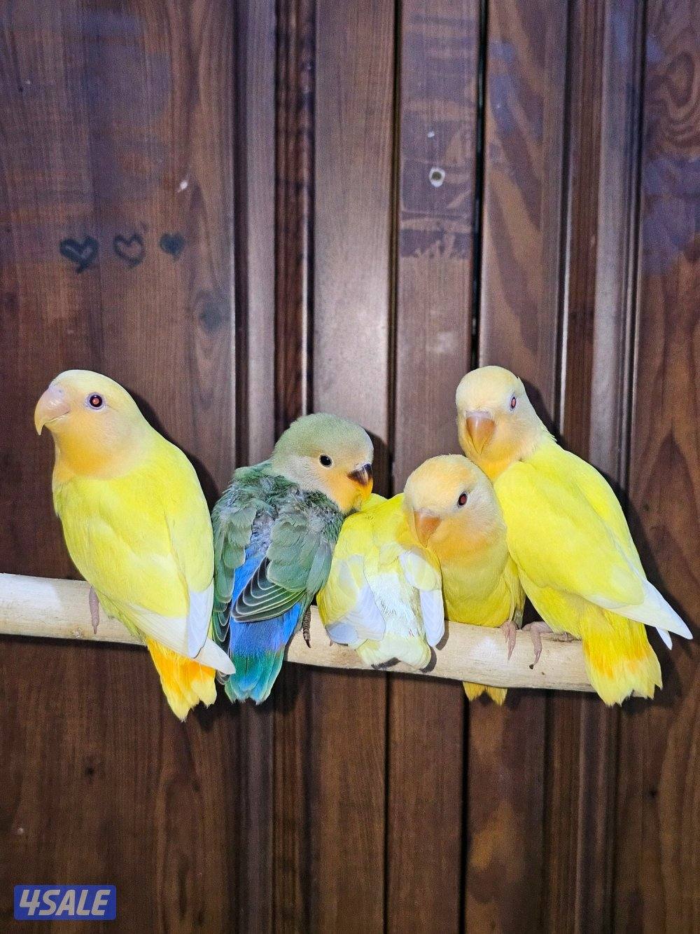 لوفبيرد روز ربوة قاطع عس ياكل بروحه عمر شهرين تقريبا4