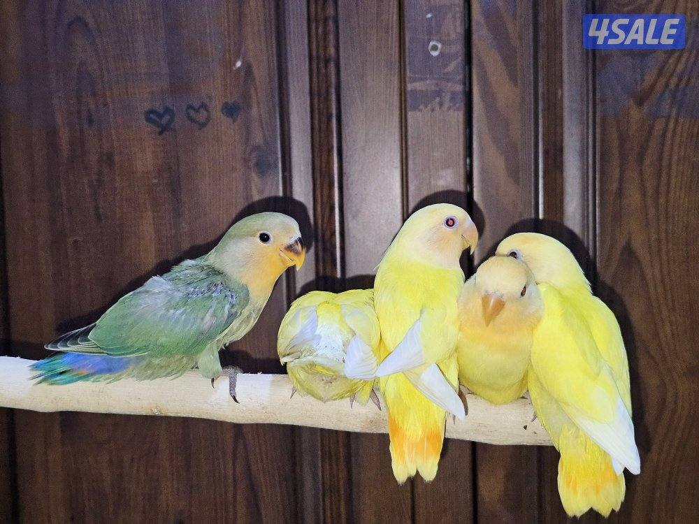 لوفبيرد روز ربوة قاطع عس ياكل بروحه عمر شهرين تقريبا5