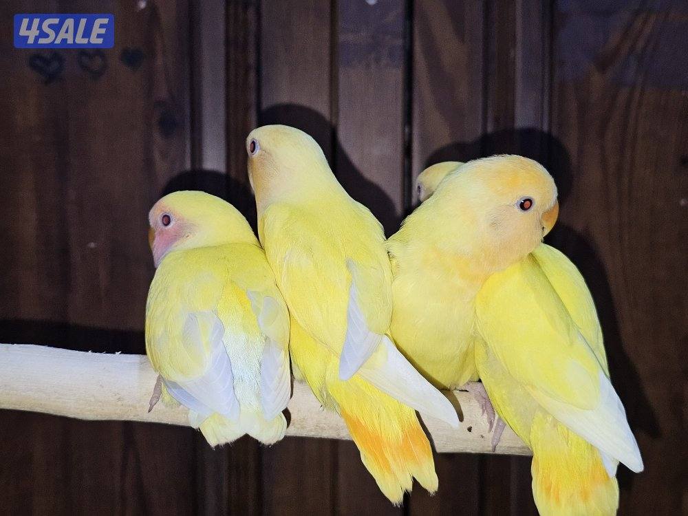 لوفبيرد روز ربوة قاطع عس ياكل بروحه عمر شهرين تقريبا6