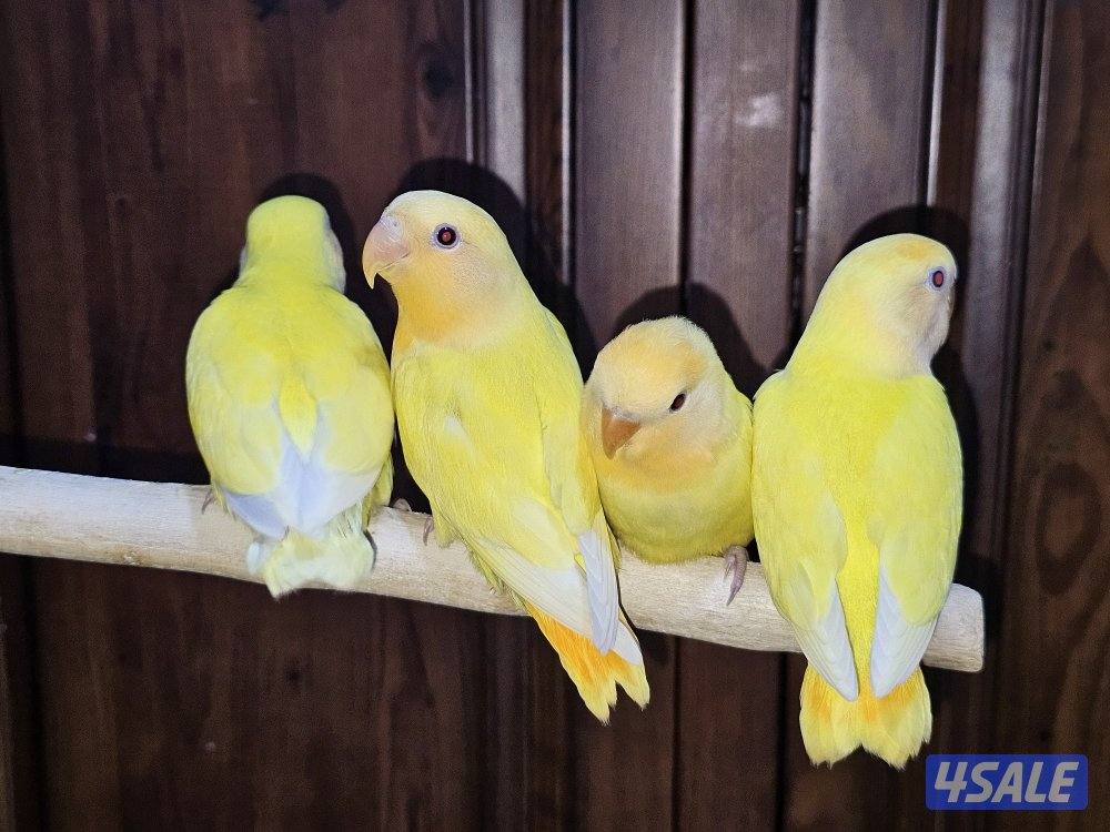 لوفبيرد روز ربوة قاطع عس ياكل بروحه عمر شهرين تقريبا7