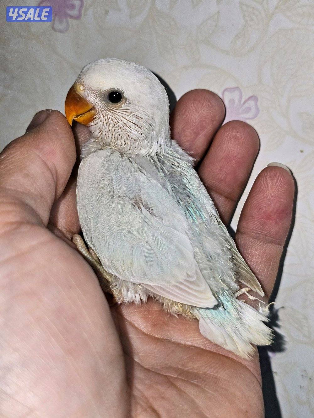 لوفبيرد روز ربوة قاطع عس ياكل بروحه عمر شهرين تقريبا8