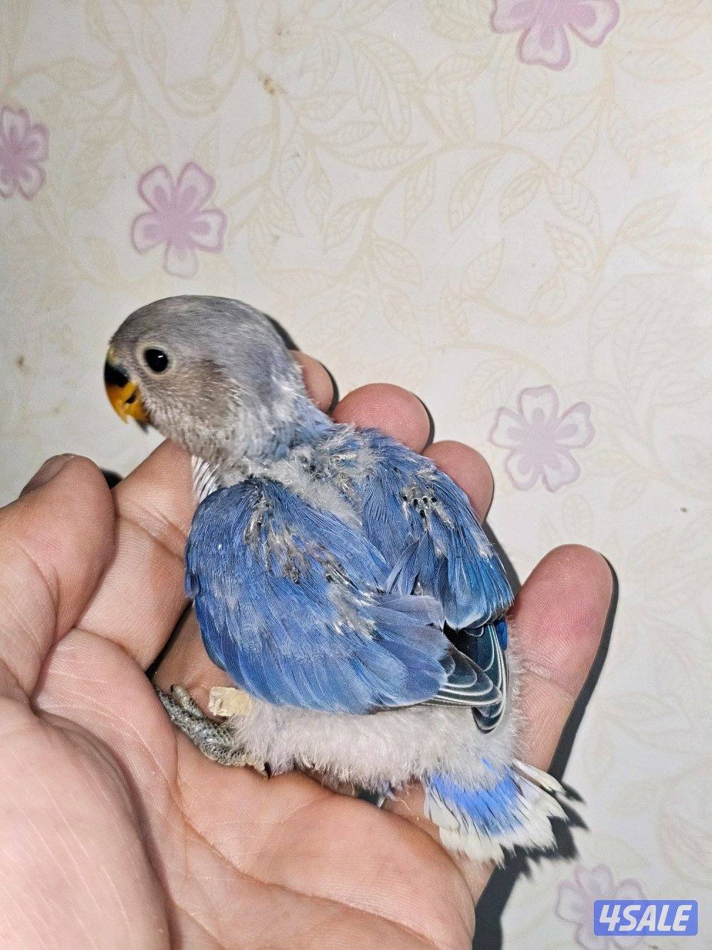 لوفبيرد روز ربوة قاطع عس ياكل بروحه عمر شهرين تقريبا9