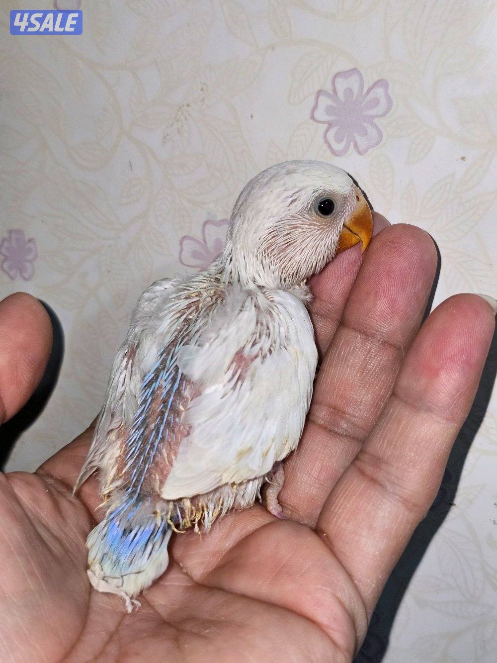 لوفبيرد روز ربوة قاطع عس ياكل بروحه عمر شهرين تقريبا10