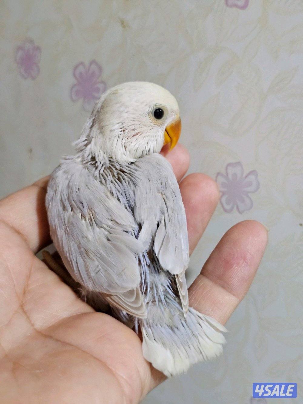 لوفبيرد روز ربوة قاطع عس ياكل بروحه عمر شهرين تقريبا11