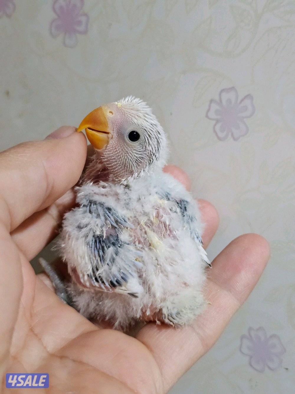 لوفبيرد روز ربوة قاطع عس ياكل بروحه عمر شهرين تقريبا13