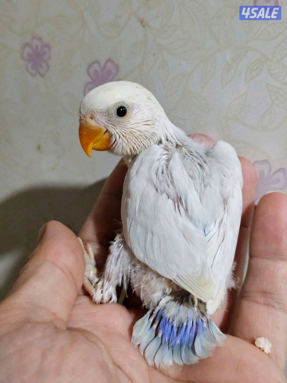 لوفبيرد روز ربوة قاطع عس ياكل بروحه عمر شهرين تقريبا12