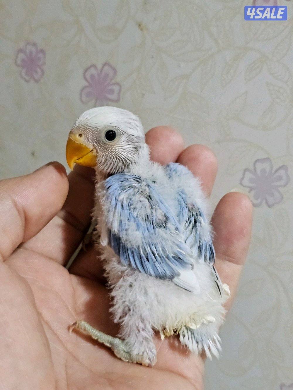 لوفبيرد روز ربوة قاطع عس ياكل بروحه عمر شهرين تقريبا14