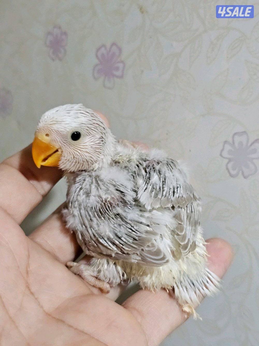 لوفبيرد روز ربوة قاطع عس ياكل بروحه عمر شهرين تقريبا15