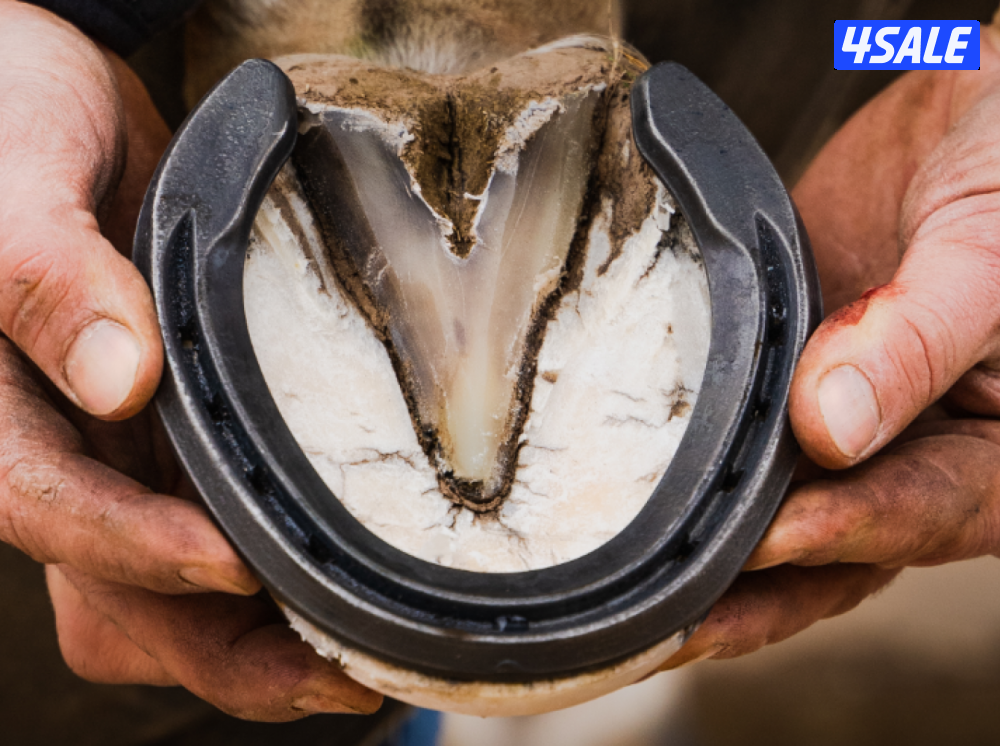 محذي مصري محترف تحذية خيول المرسون والريس والخياله و حلاقة جسم الخيل0