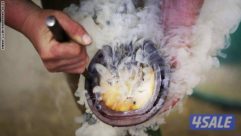 محذي مصري محترف تحذية خيول المرسون والريس والخياله و حلاقة جسم الخيل1