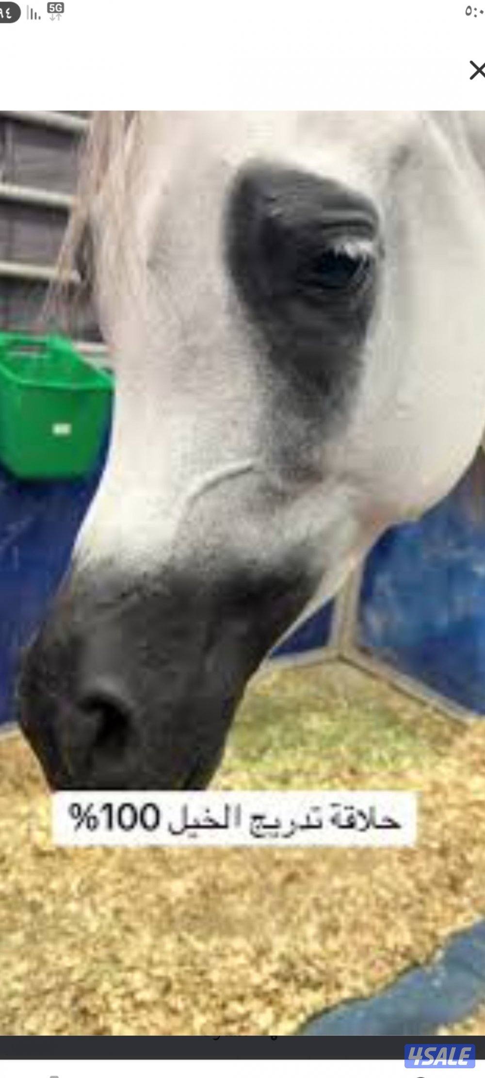 محذي مصري محترف تحذية خيول المرسون والريس والخياله و حلاقة جسم الخيل3