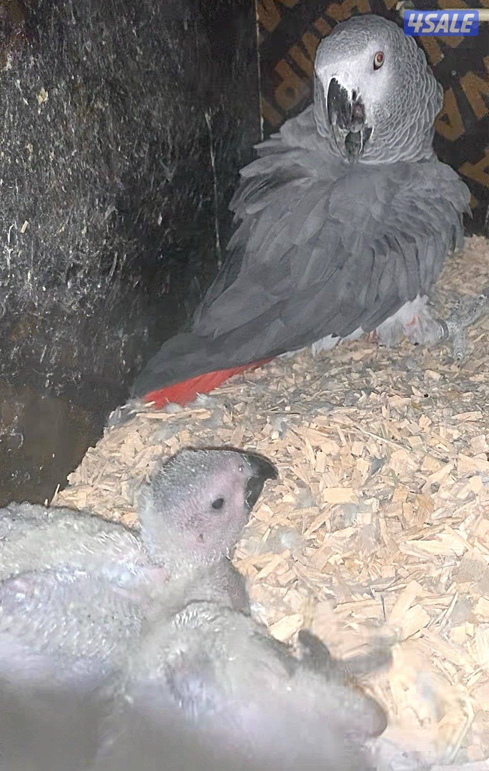 زوج كاسكو مع انتاجه فرخين0