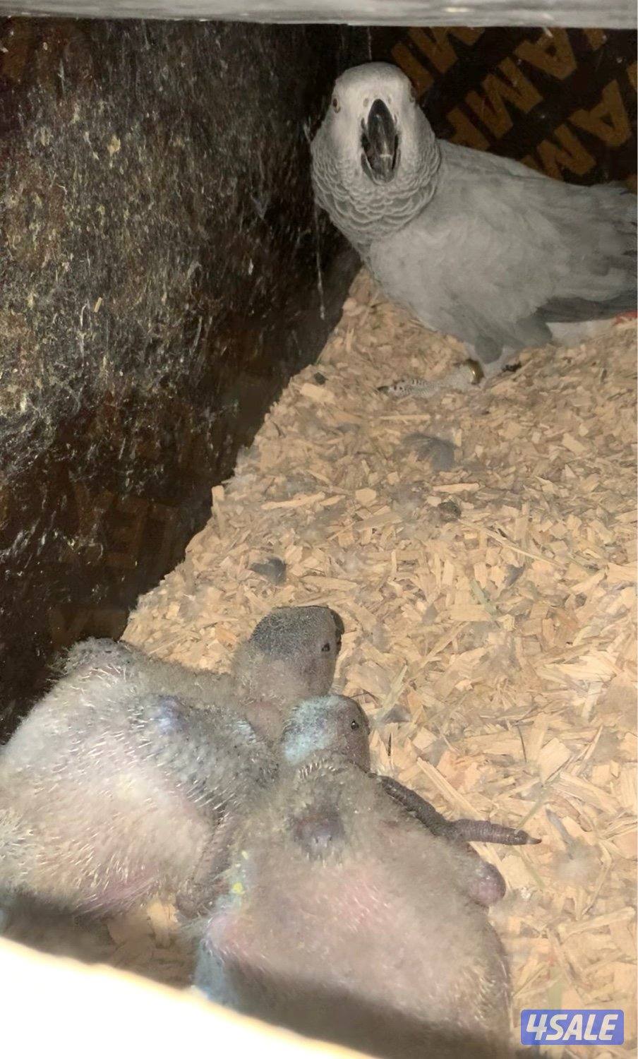 زوج كاسكو مع انتاجه فرخين1