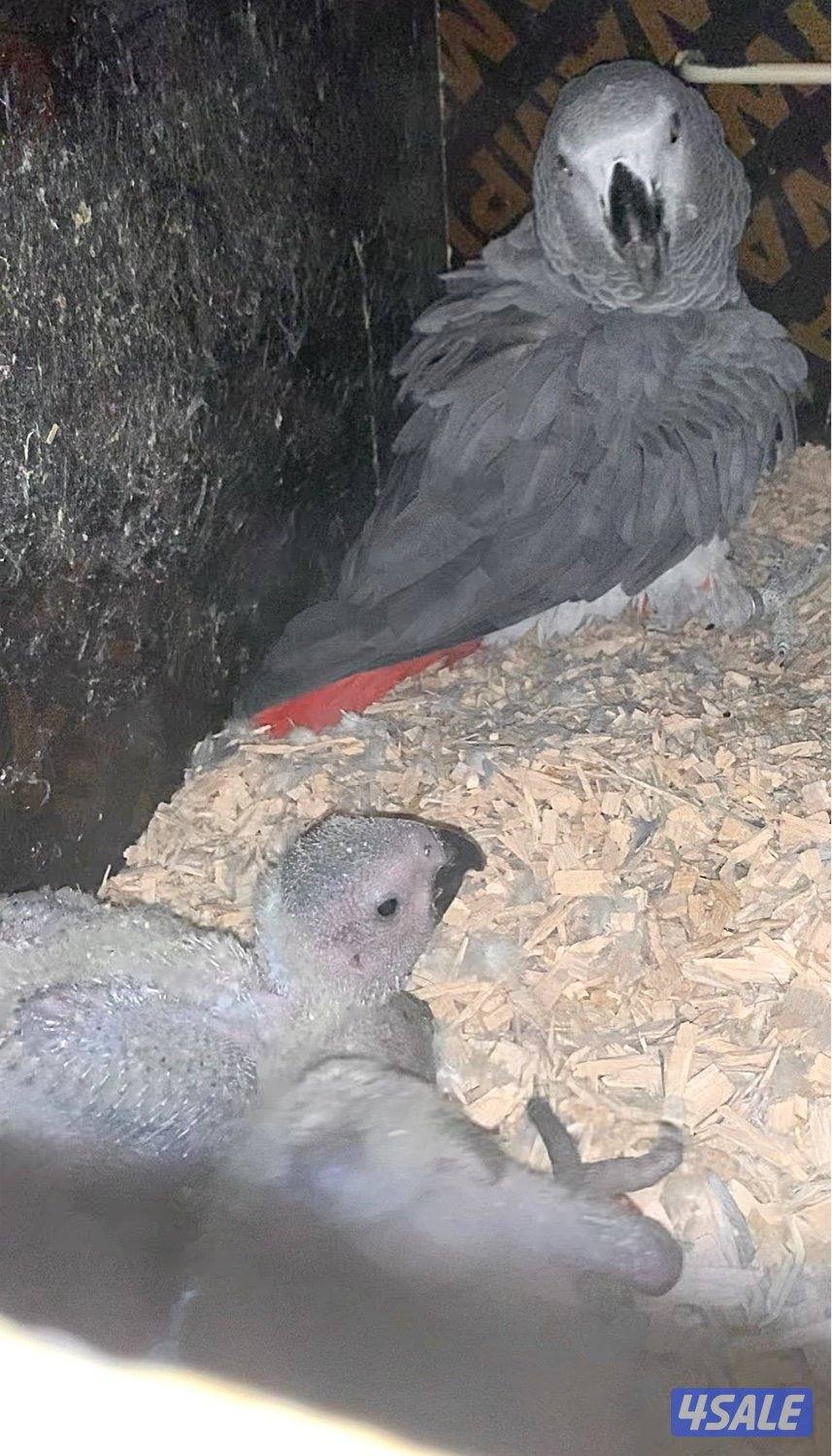 زوج كاسكو مع انتاجه فرخين2