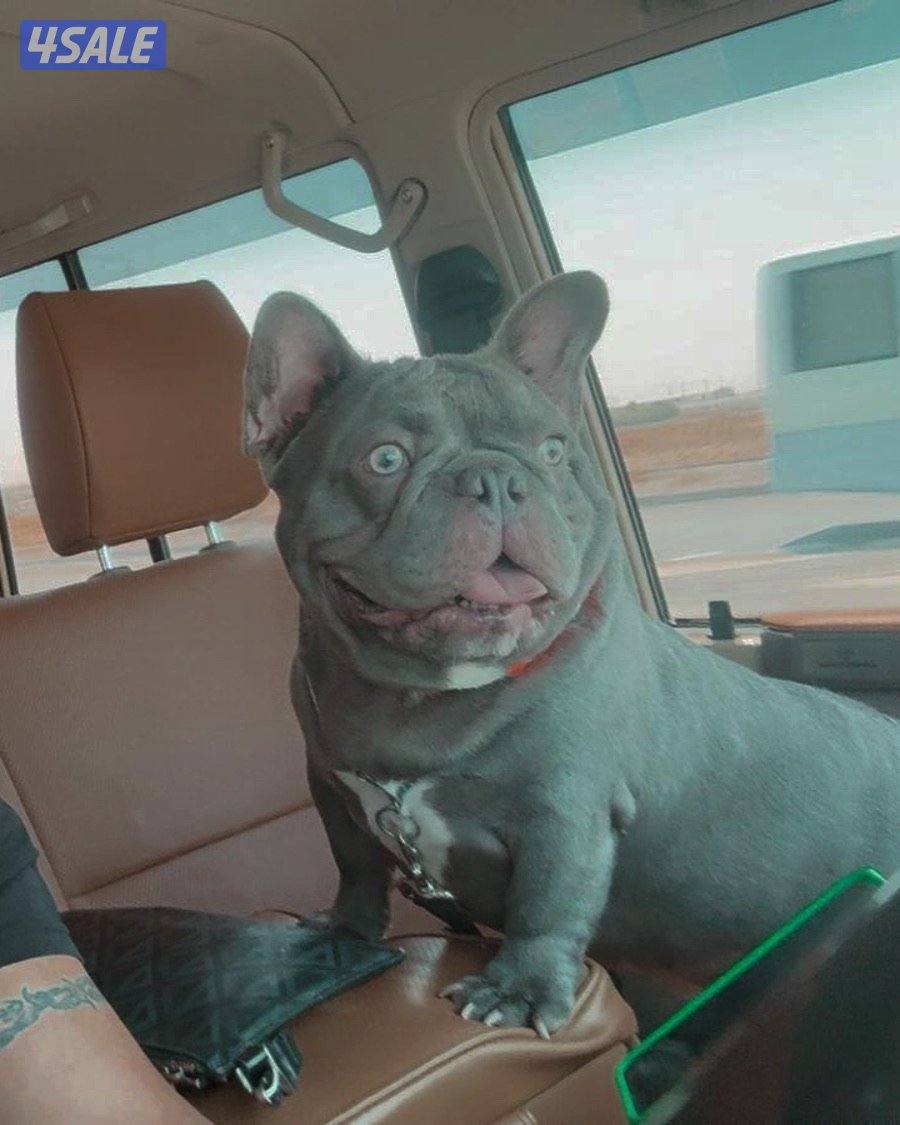 ذكر  مستوى طيب الي يدور  🔴 للتزاوج 🔴 فقط0