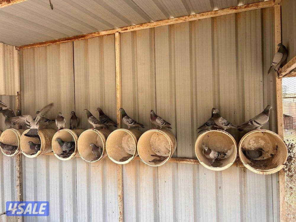 كبد ق ٢ قسيمة ١٥٢0