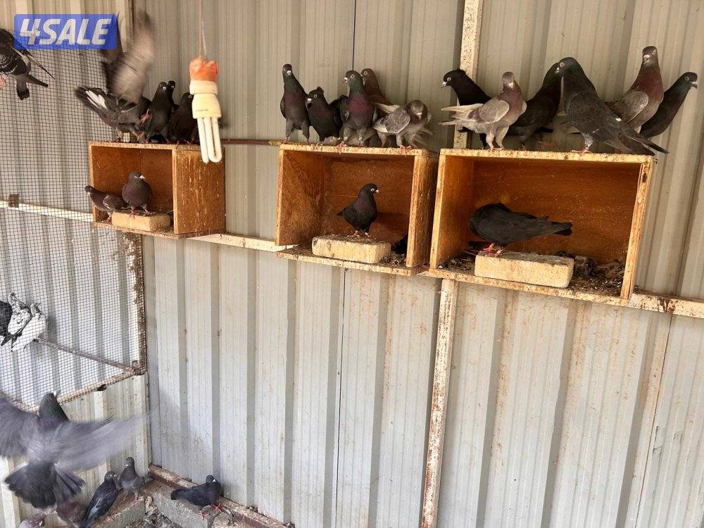 كبد ق ٢ قسيمة ١٥٢1