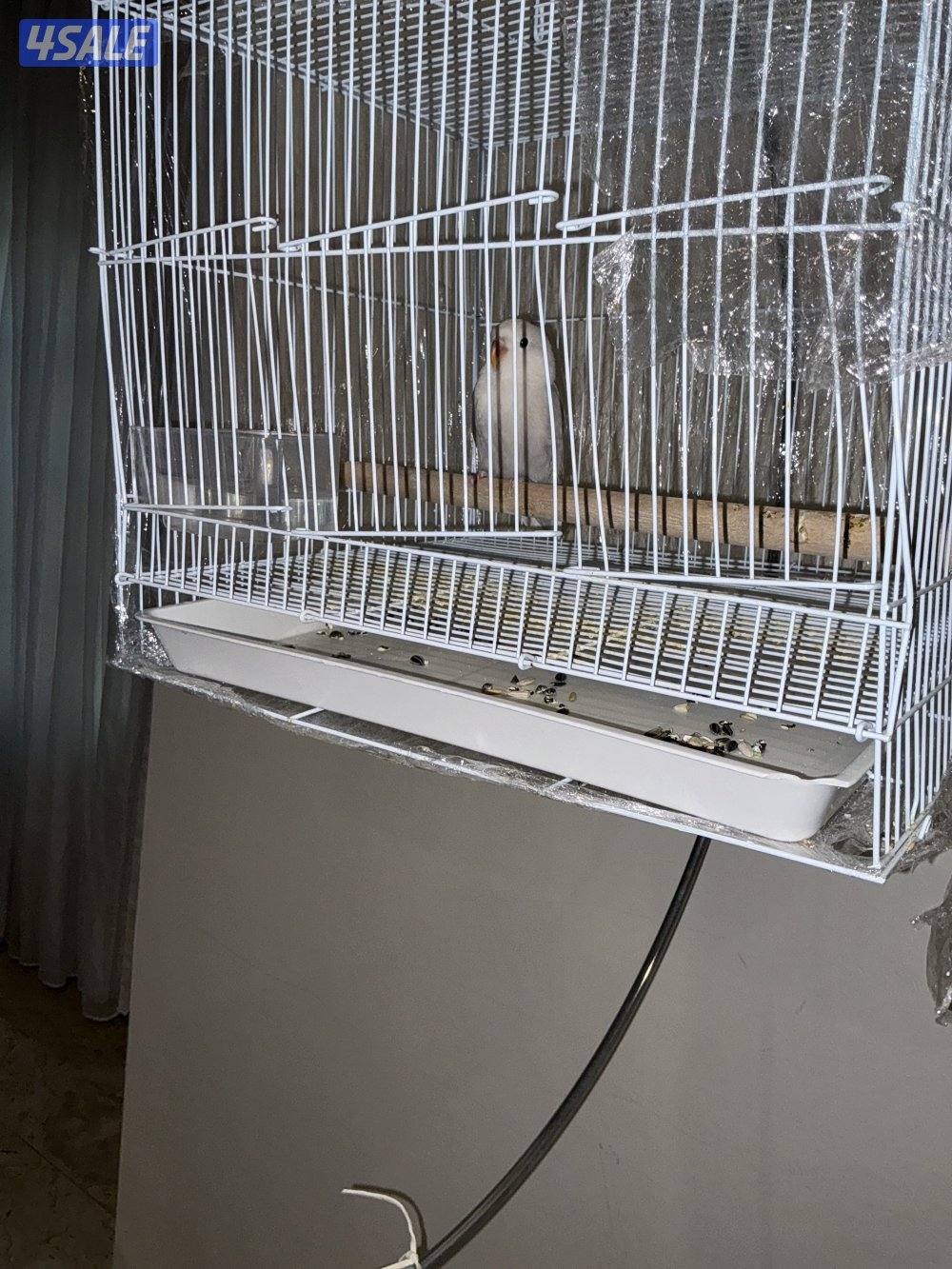 للبيع روز رمع القفص 	والأكل والسعر قابل للتفاوض0