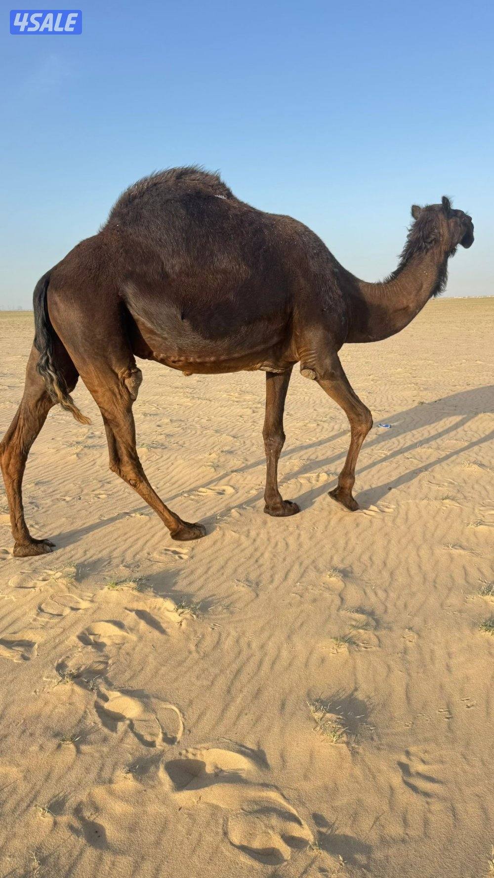 خفوت للبيع0