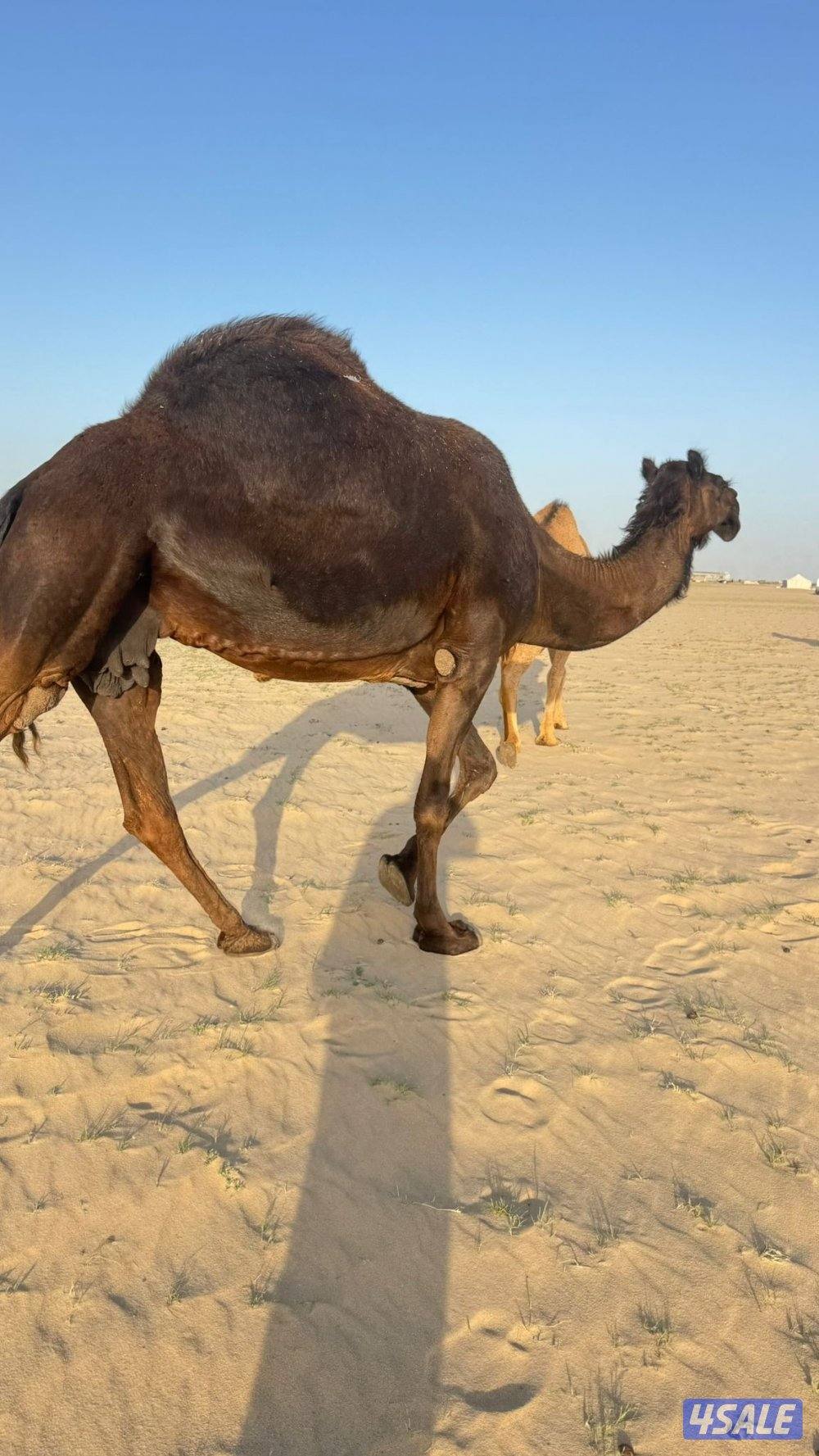 خفوت للبيع1