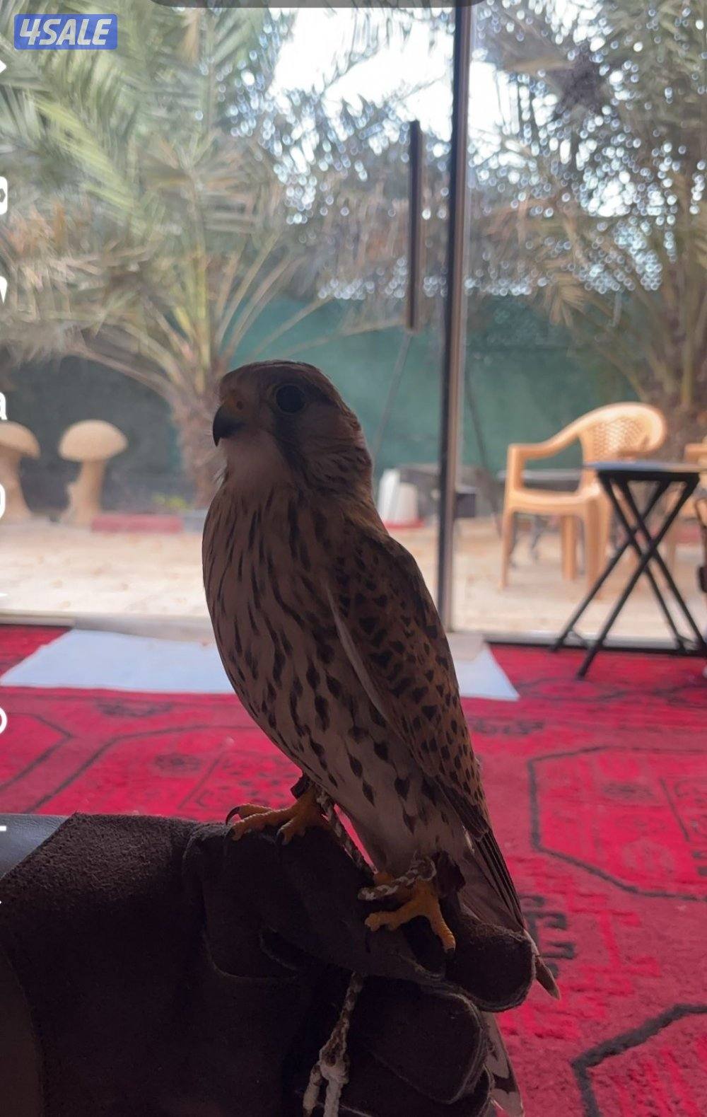 بيع حميميجِ0