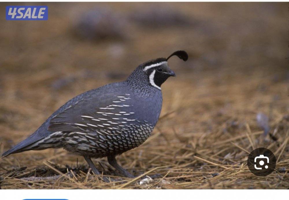 فري كلفورنيا0