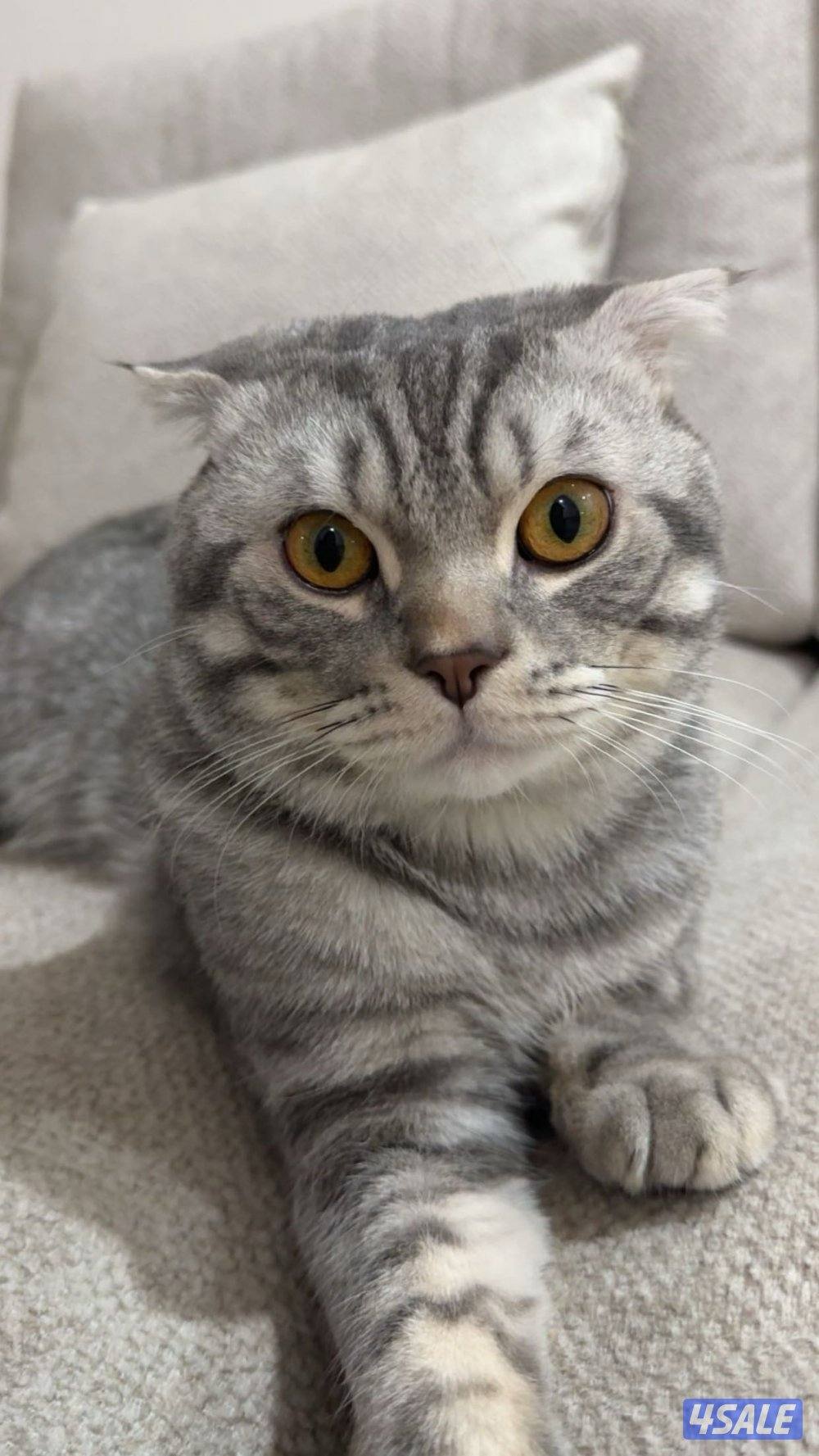 للتبني ذكر شكوتش عمره سنة و ٨ شهور ، معقم0