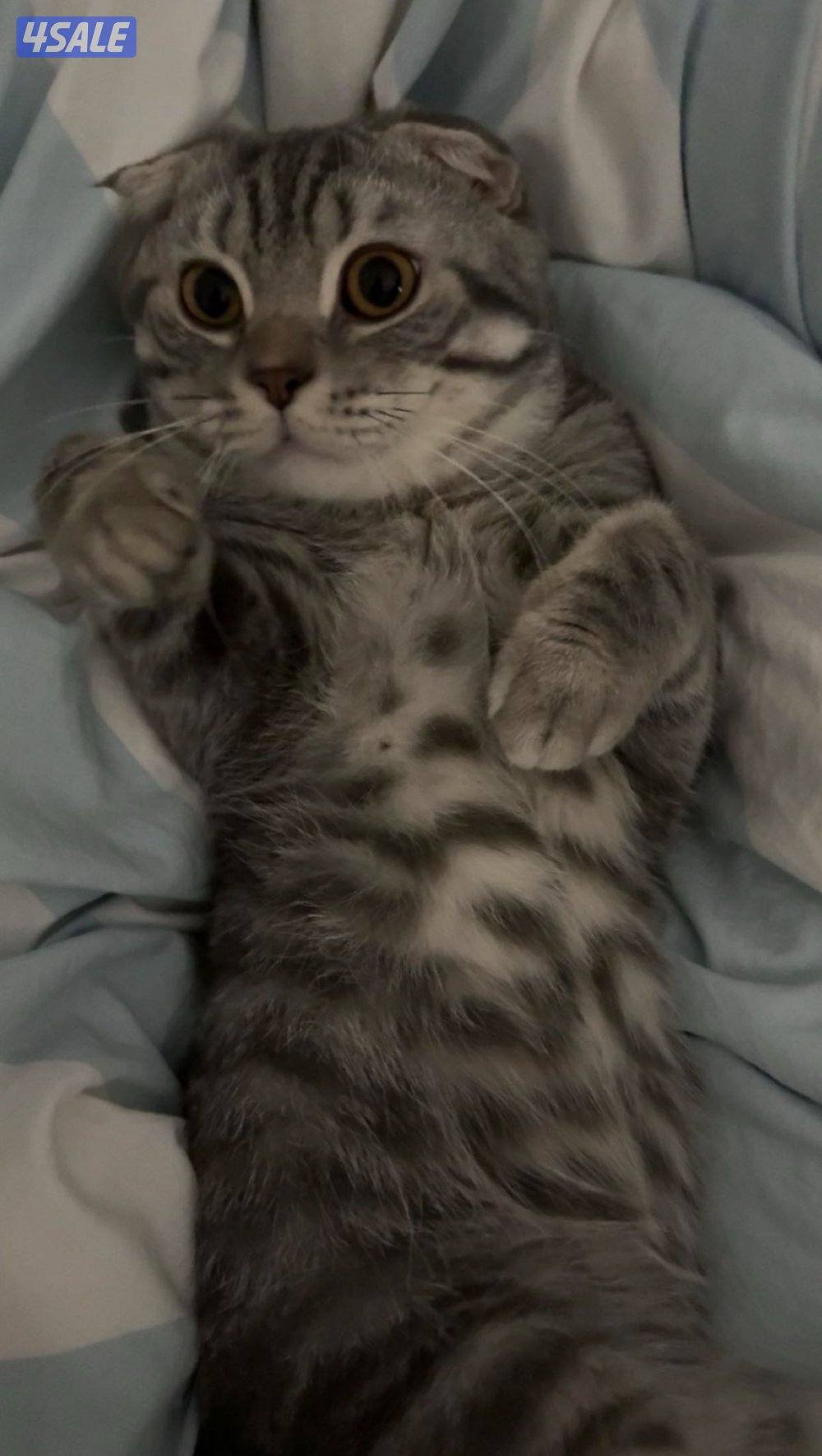 للتبني ذكر شكوتش عمره سنة و ٨ شهور ، معقم1