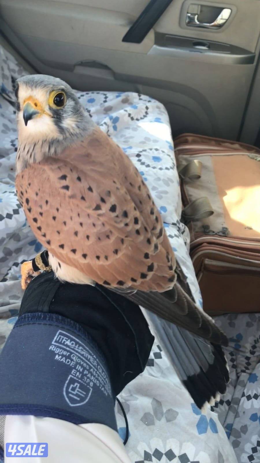 طير مو مدرب ب150