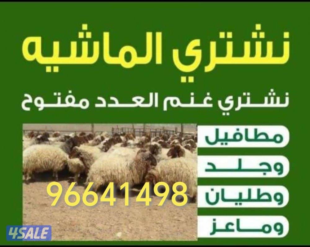 نشتري غنم وماعز وطليان وتيوس العدد مفتوح0