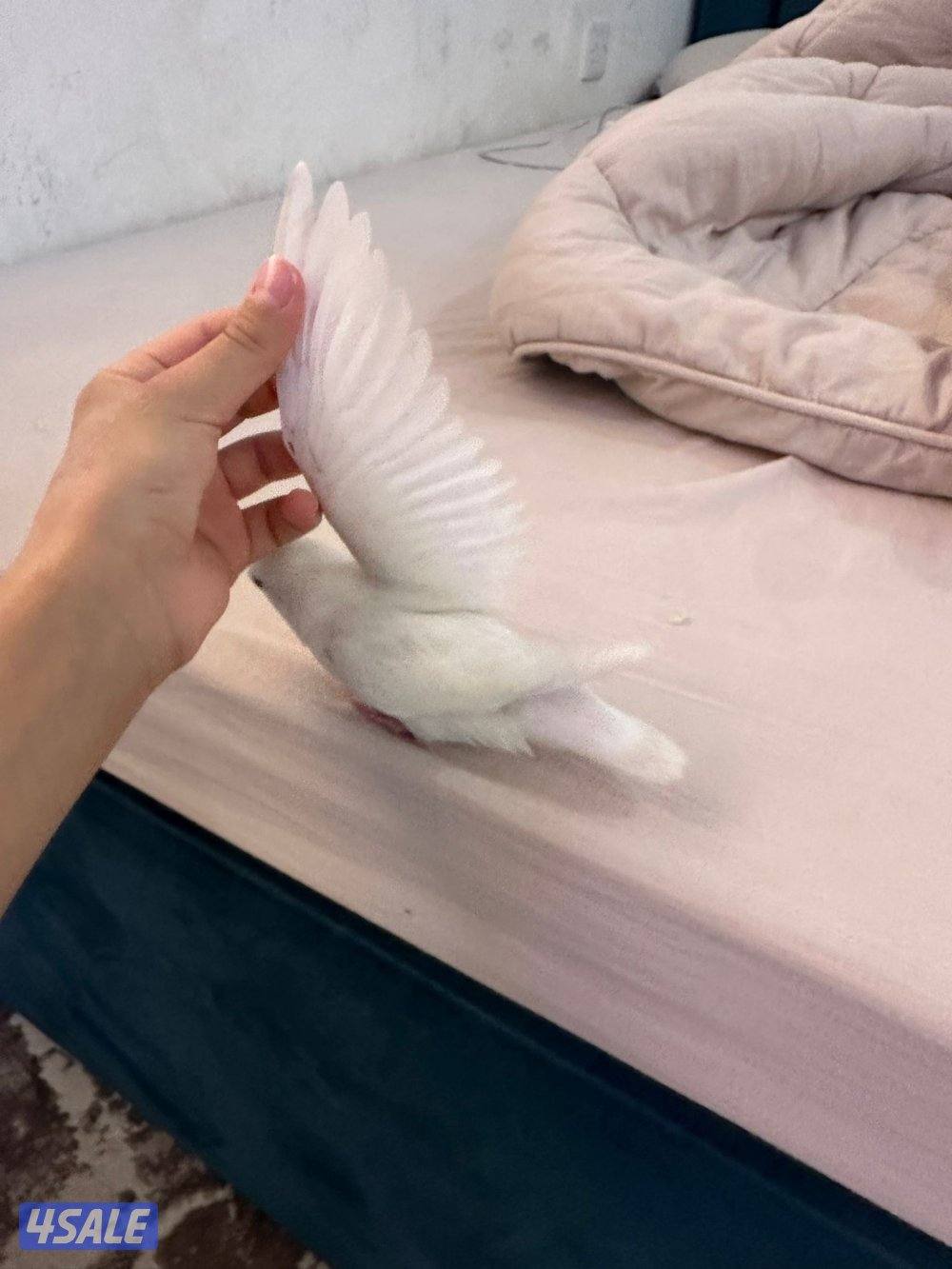 الطير نهايه عس مع سرلاكه من اكله مع قفصه0