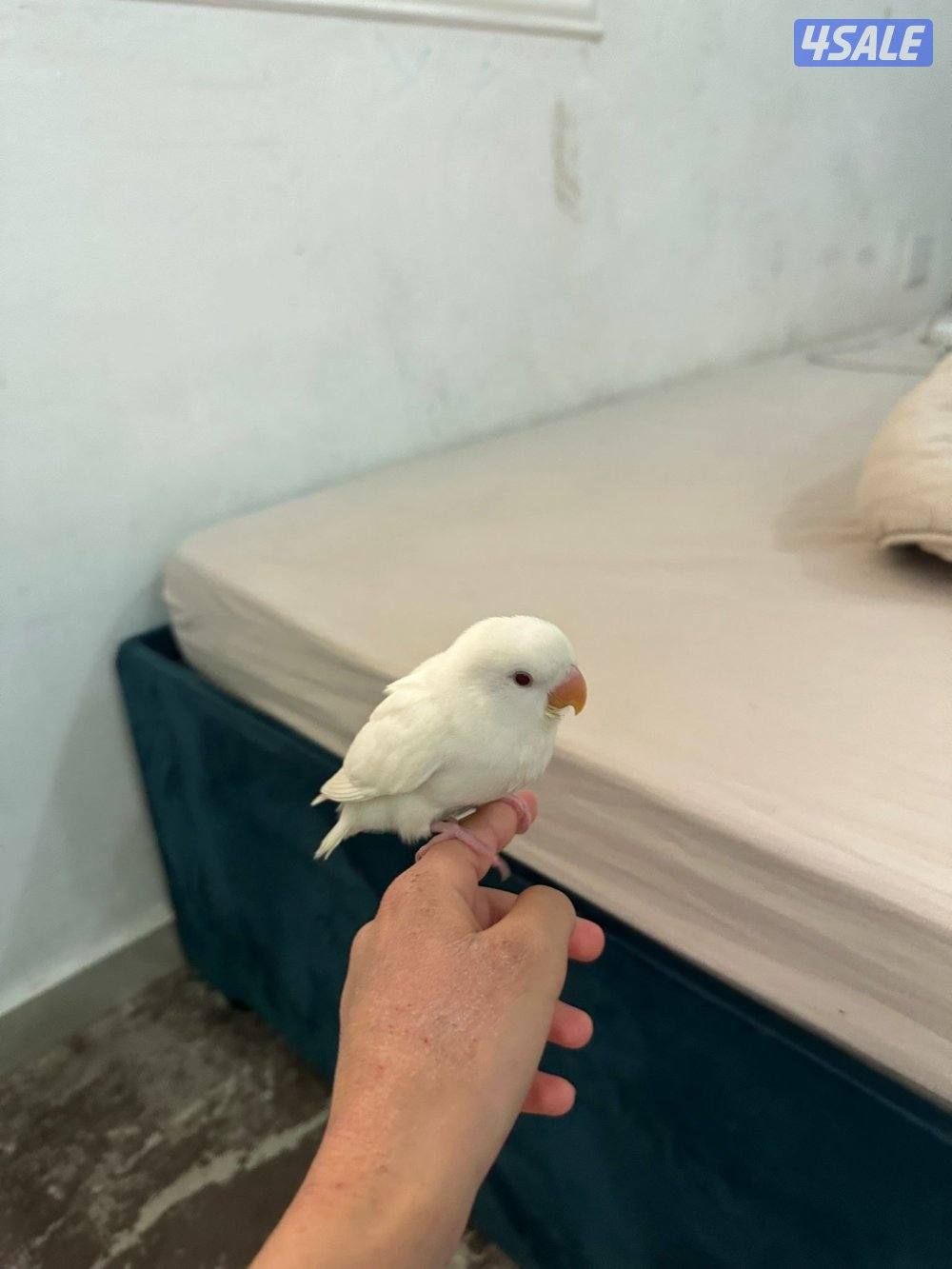 الطير نهايه عس مع سرلاكه من اكله مع قفصه1