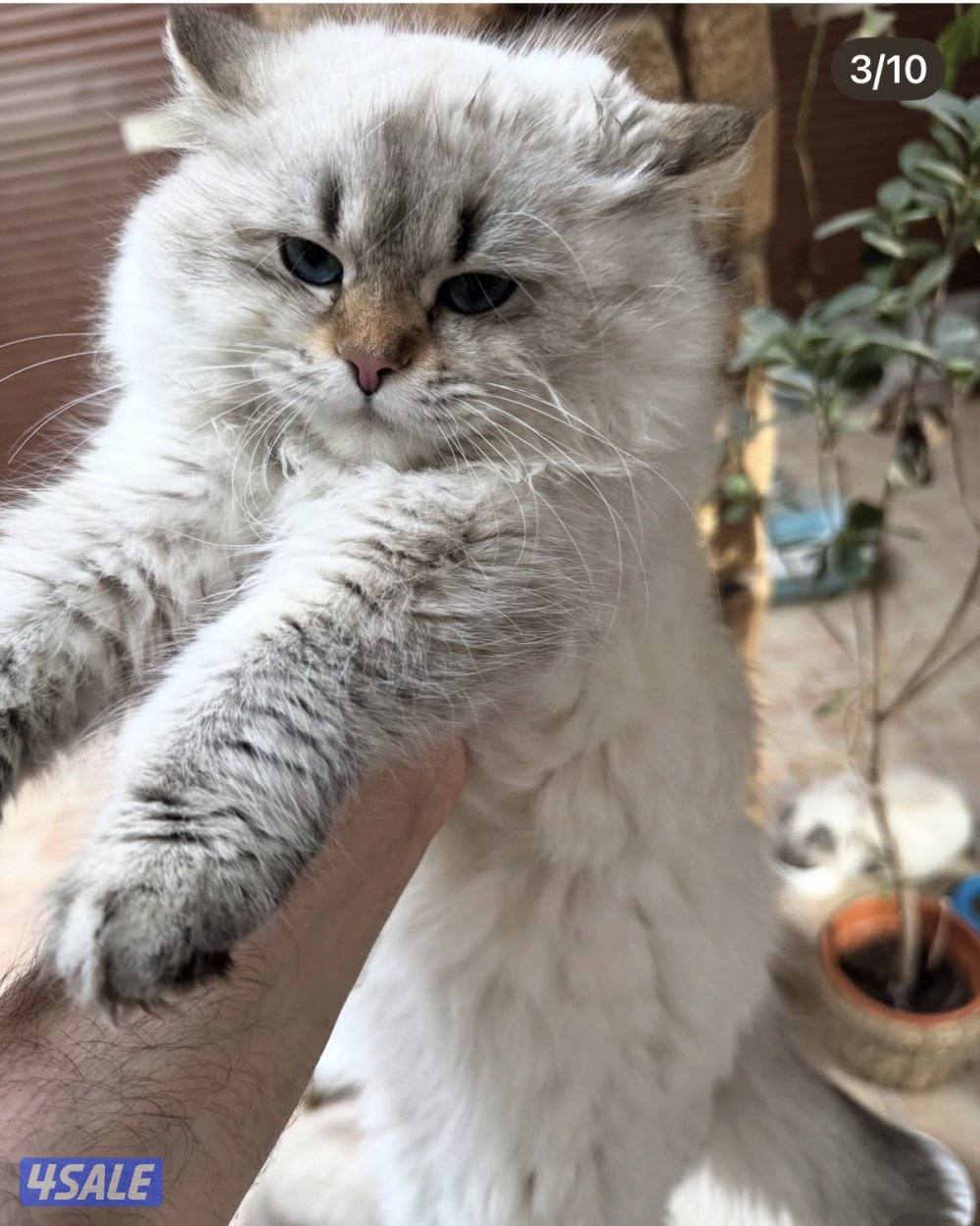 قطط سيبيرية نادرة مع شهادة تطعيم مختومة0