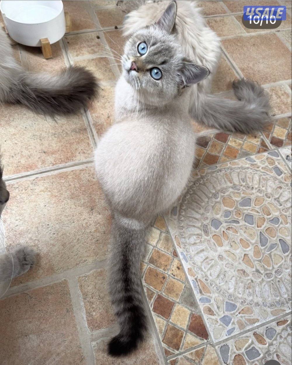 قطط سيبيرية نادرة مع شهادة تطعيم مختومة1