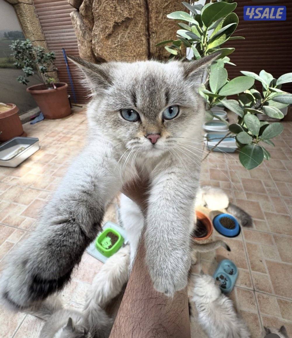 قطط سيبيرية نادرة مع شهادة تطعيم مختومة2