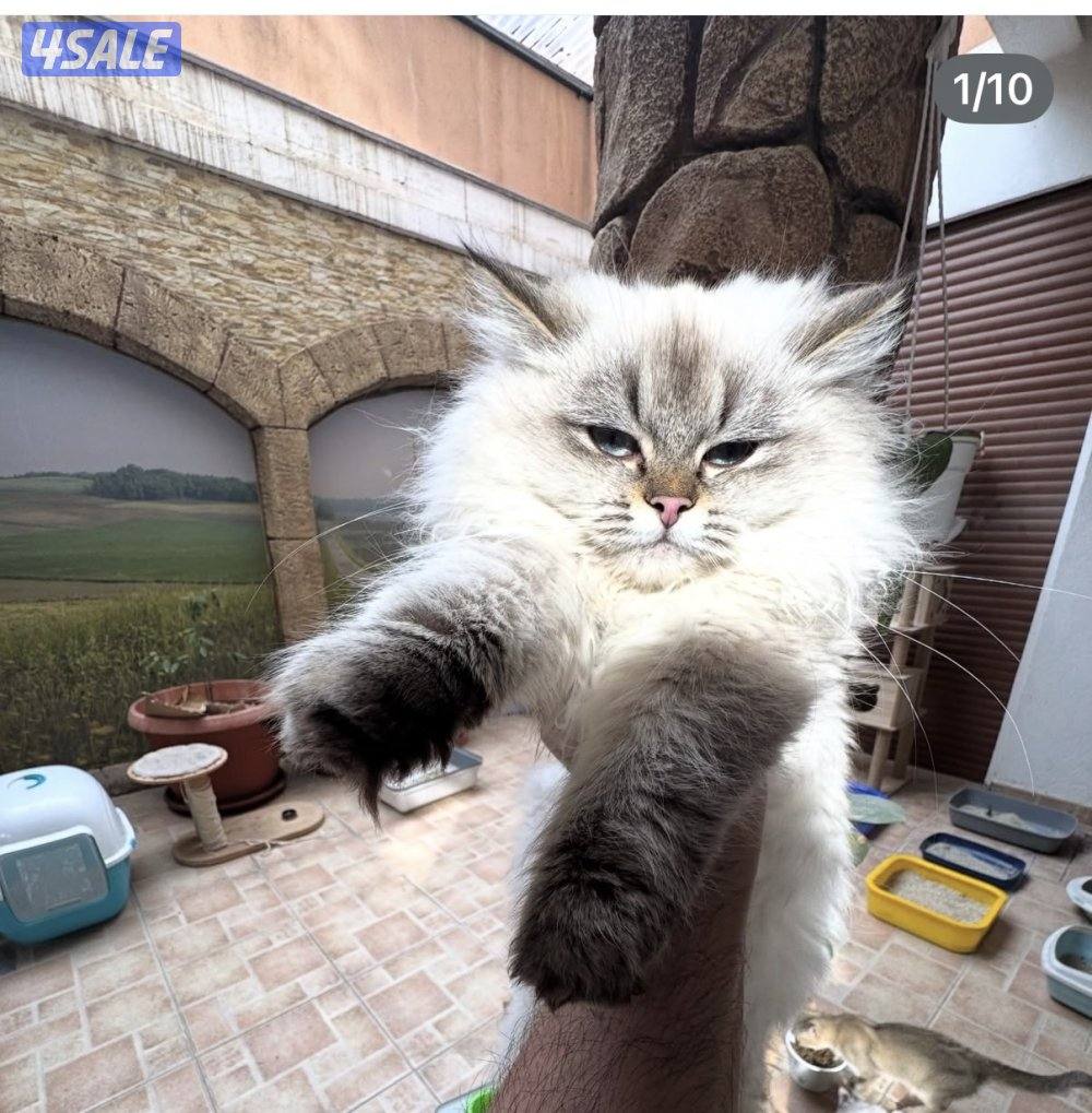 قطط سيبيرية نادرة مع شهادة تطعيم مختومة3