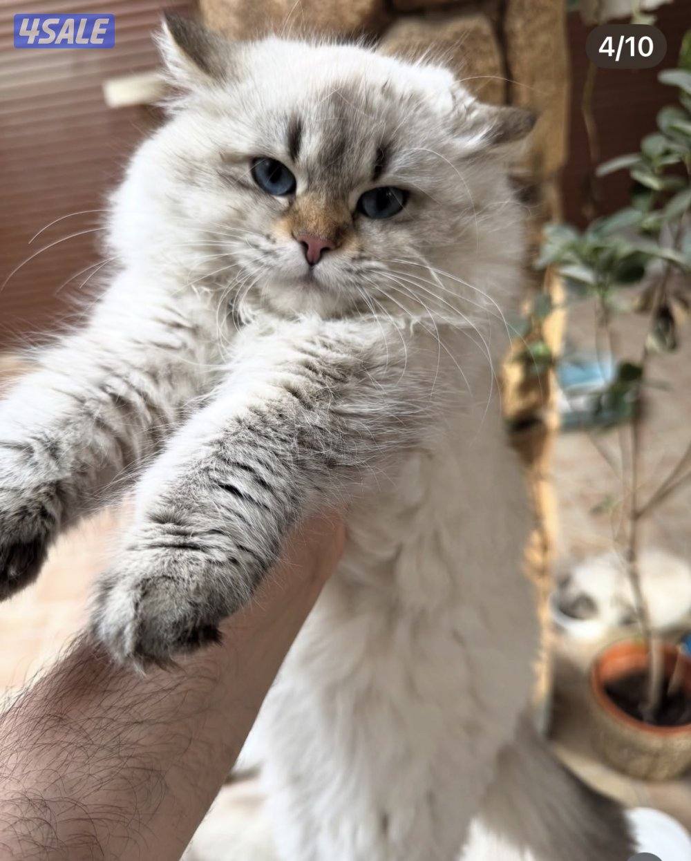 قطط سيبيرية نادرة مع شهادة تطعيم مختومة4