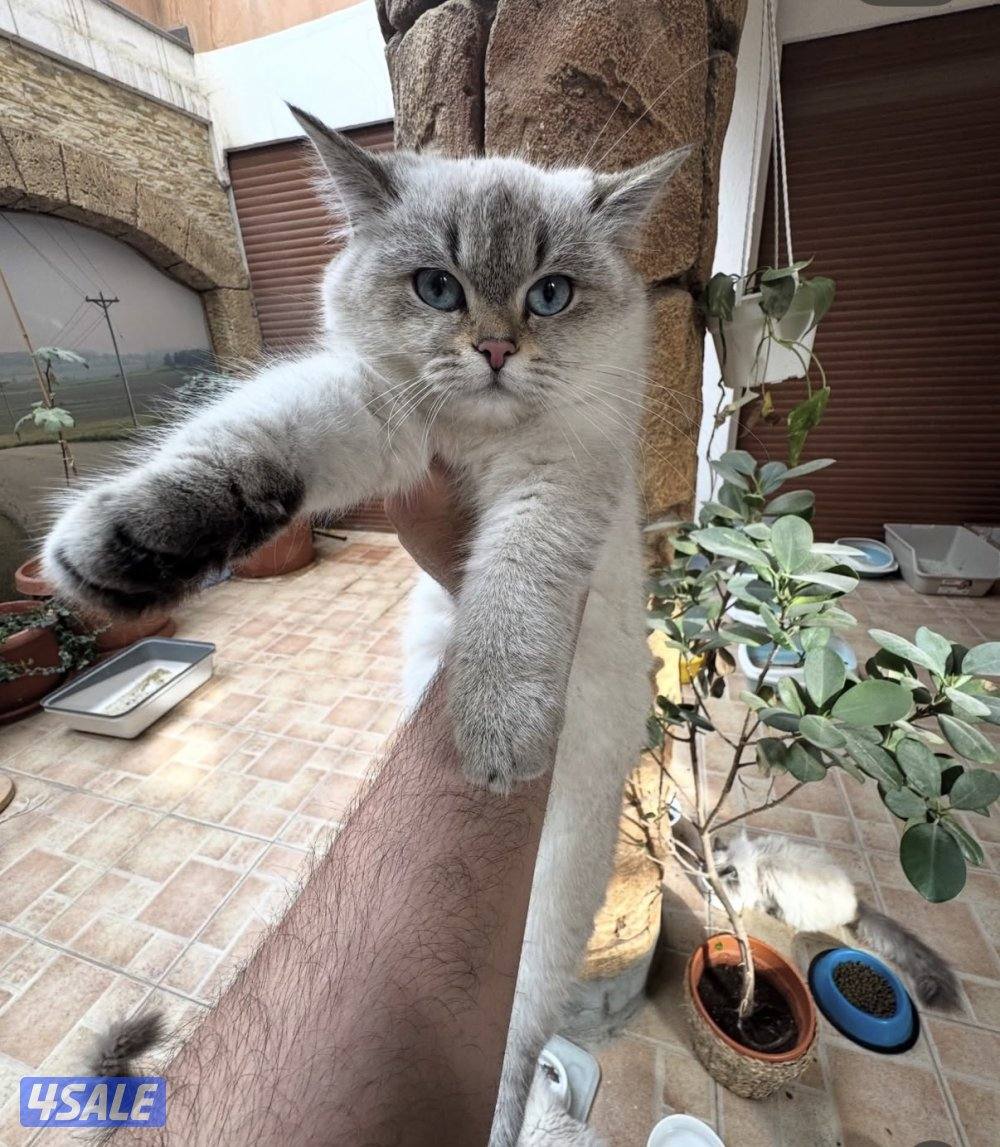 قطط سيبيرية نادرة مع شهادة تطعيم مختومة5