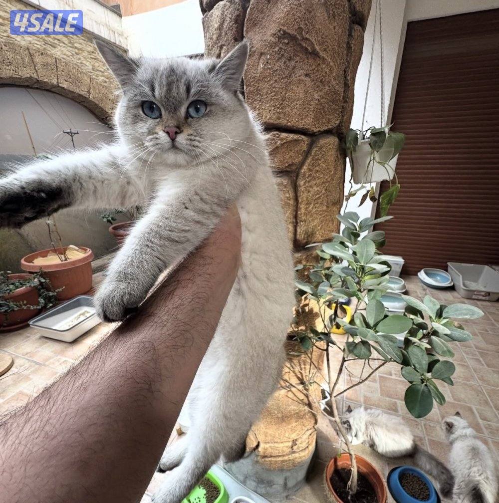 قطط سيبيرية نادرة مع شهادة تطعيم مختومة6