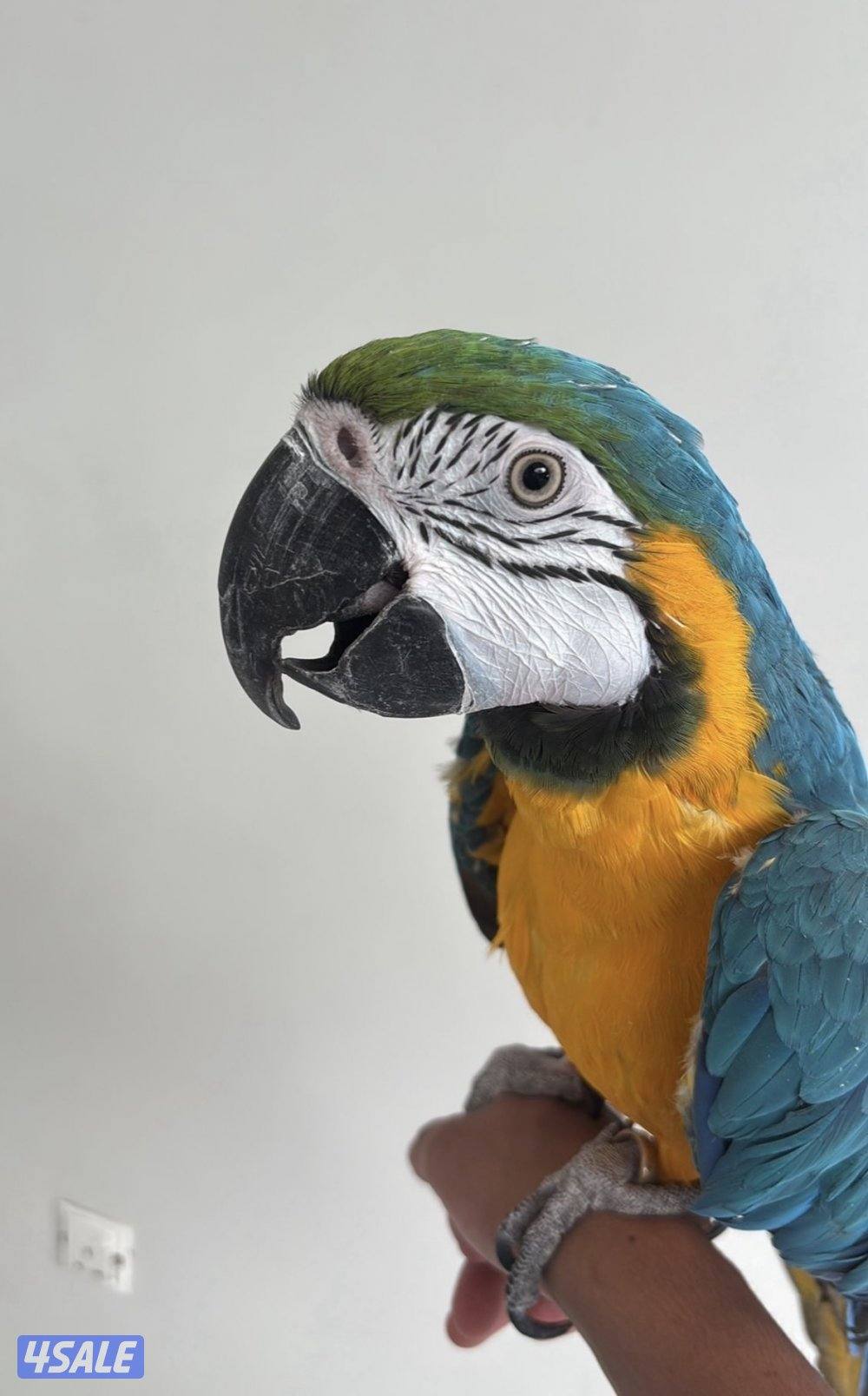 للبيع مكاو بلو اند قولد1